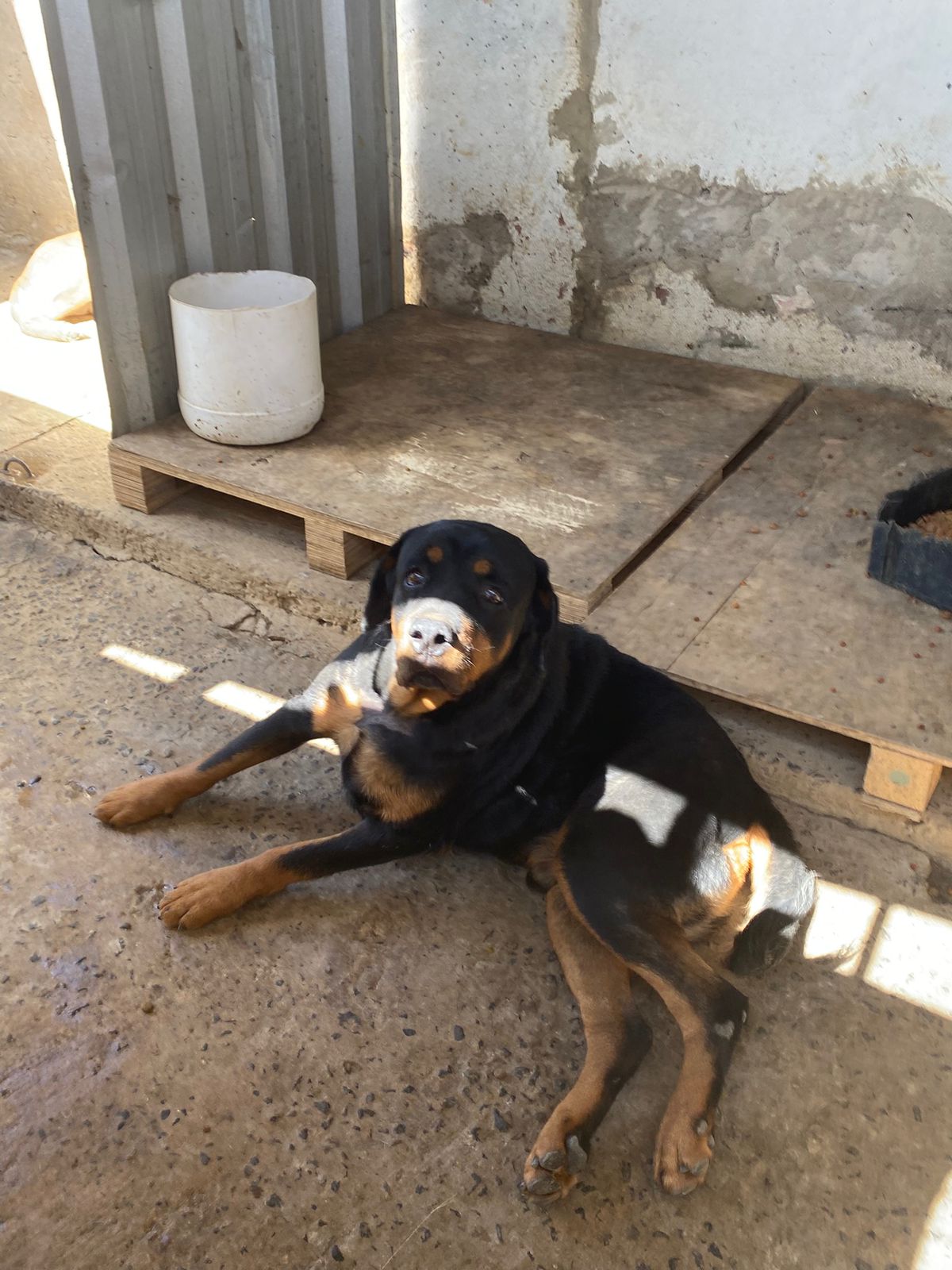 Descrição do animal