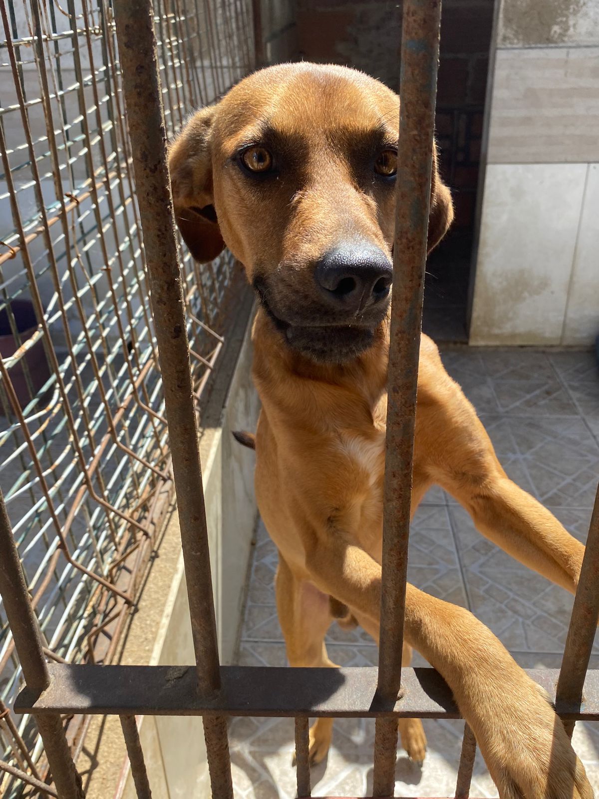 Cachorro duque