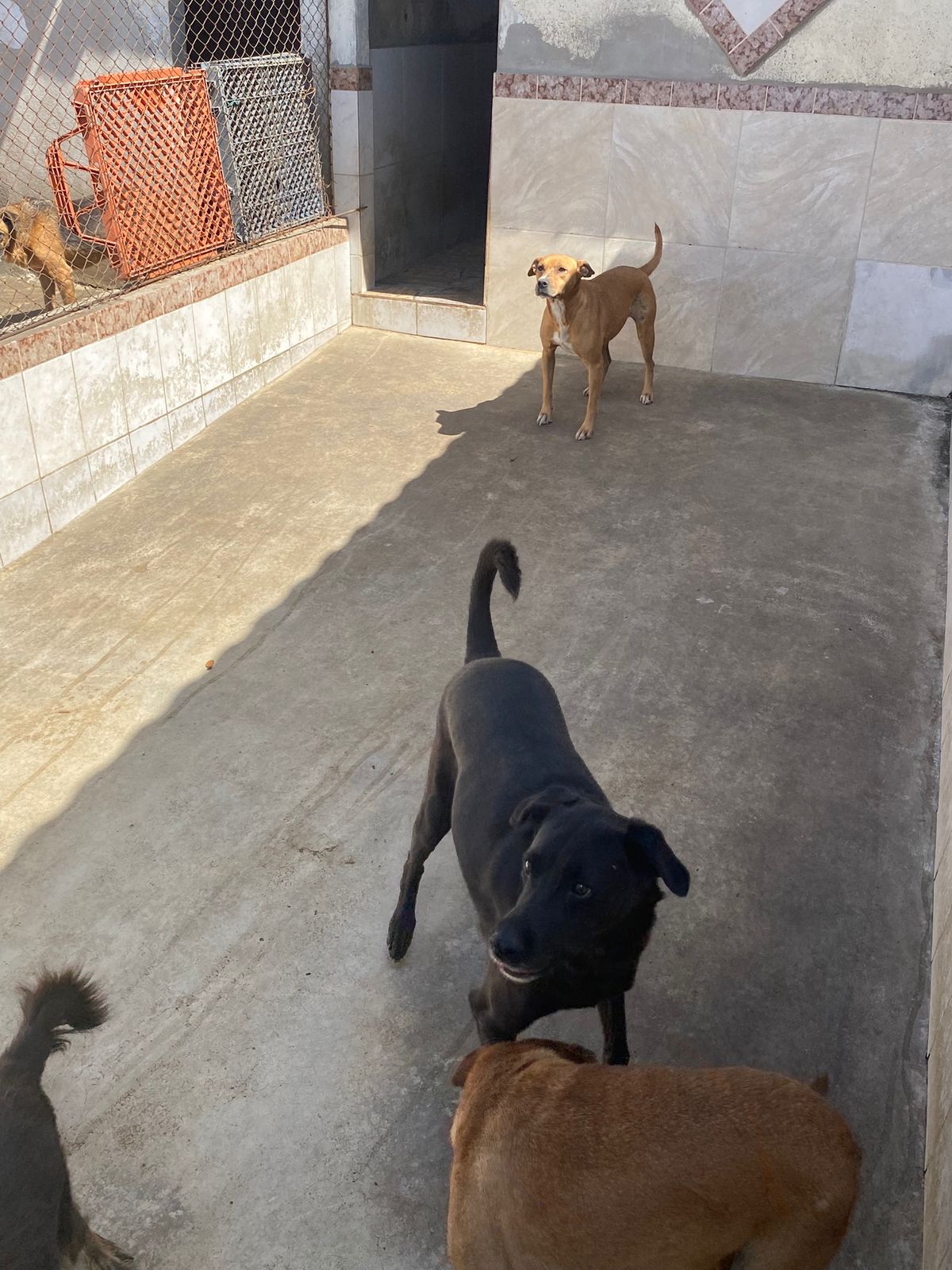 Cachorro duque