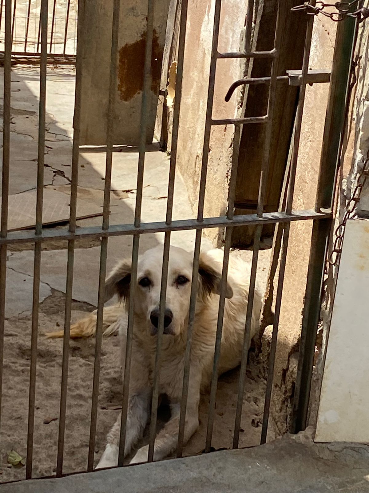 Cachorro duque